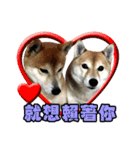 柴犬幸せ家族（個別スタンプ：1）
