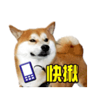 柴犬幸せ家族（個別スタンプ：2）