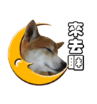 柴犬幸せ家族（個別スタンプ：4）