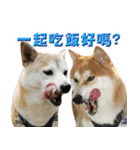 柴犬幸せ家族（個別スタンプ：5）