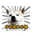 柴犬幸せ家族（個別スタンプ：6）