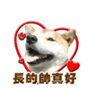 柴犬幸せ家族（個別スタンプ：7）