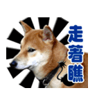 柴犬幸せ家族（個別スタンプ：9）