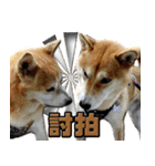 柴犬幸せ家族（個別スタンプ：10）