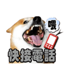 柴犬幸せ家族（個別スタンプ：11）