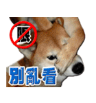 柴犬幸せ家族（個別スタンプ：12）