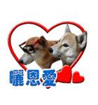柴犬幸せ家族（個別スタンプ：13）