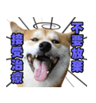 柴犬幸せ家族（個別スタンプ：14）