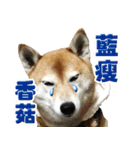 柴犬幸せ家族（個別スタンプ：15）