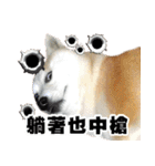 柴犬幸せ家族（個別スタンプ：16）