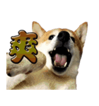 柴犬幸せ家族（個別スタンプ：17）
