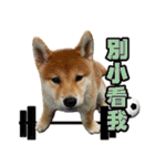 柴犬幸せ家族（個別スタンプ：18）