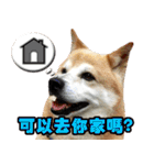 柴犬幸せ家族（個別スタンプ：20）