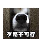 柴犬幸せ家族（個別スタンプ：22）