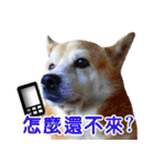 柴犬幸せ家族（個別スタンプ：23）