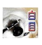 柴犬幸せ家族（個別スタンプ：24）