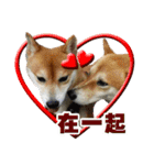 柴犬幸せ家族（個別スタンプ：25）