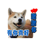 柴犬幸せ家族（個別スタンプ：26）