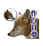 柴犬幸せ家族（個別スタンプ：27）
