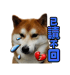 柴犬幸せ家族（個別スタンプ：28）