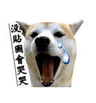 柴犬幸せ家族（個別スタンプ：29）