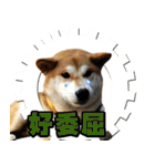 柴犬幸せ家族（個別スタンプ：30）