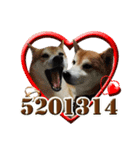 柴犬幸せ家族（個別スタンプ：31）