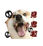 柴犬幸せ家族（個別スタンプ：32）