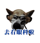 柴犬幸せ家族（個別スタンプ：33）