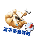 柴犬幸せ家族（個別スタンプ：34）