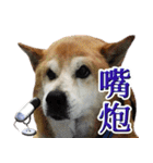 柴犬幸せ家族（個別スタンプ：35）
