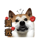 柴犬幸せ家族（個別スタンプ：36）