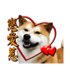 柴犬幸せ家族（個別スタンプ：37）