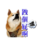 柴犬幸せ家族（個別スタンプ：38）