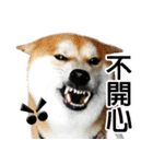 柴犬幸せ家族（個別スタンプ：39）