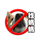 柴犬幸せ家族（個別スタンプ：40）