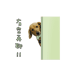 Mr. Tofu's line animated stickers (NO.1)（個別スタンプ：12）