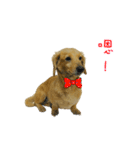 Mr. Tofu's line animated stickers (NO.1)（個別スタンプ：23）