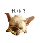 My QQ French Bulldog（個別スタンプ：1）