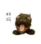 My QQ French Bulldog（個別スタンプ：2）