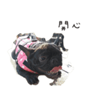 My QQ French Bulldog（個別スタンプ：3）