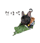 My QQ French Bulldog（個別スタンプ：4）