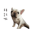 My QQ French Bulldog（個別スタンプ：5）