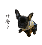 My QQ French Bulldog（個別スタンプ：6）