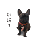 My QQ French Bulldog（個別スタンプ：7）