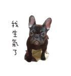 My QQ French Bulldog（個別スタンプ：8）
