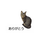 猫のニコ（個別スタンプ：1）