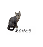猫のニコ（個別スタンプ：2）