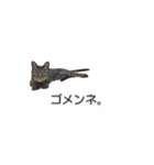猫のニコ（個別スタンプ：3）