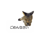 猫のニコ（個別スタンプ：4）